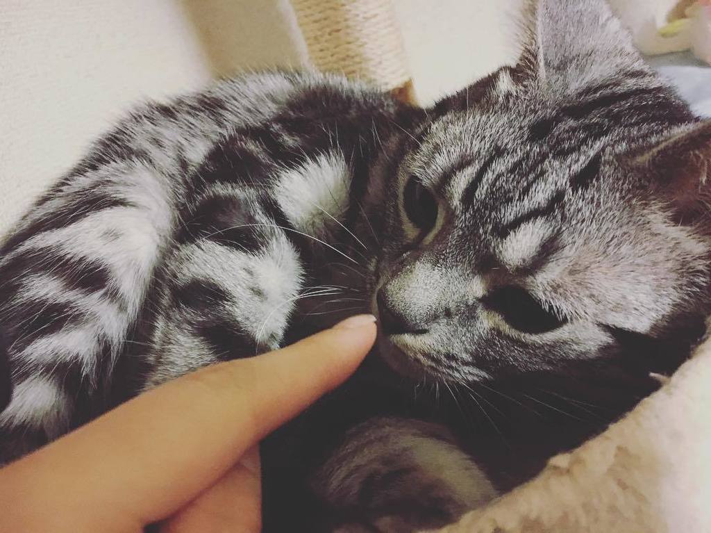 V11_L23's tweet photo. #vivi #ビビりのビビ #アメショー #アメショ #アメリカンショートヘア #American Shorthair #AmericanShorthair #愛猫 #猫 #ネコ #ねこ #猫写真 #ねこすたぐらむ #ねこ部 #… https://t.co/10VZPziCmo https://t.co/qeO4ysoH4l