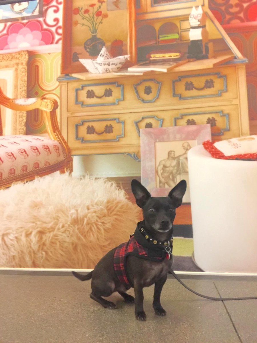 Jewseum's tweet photo. 🐾 Award for cutest #FreeFirstTuesday @Jewseum visitor goes to . . . this pup prepped to enter #CaryLeibowitzCJM 🐾→https://t.co/9Q9V0DhMAG https://t.co/K0wvpLY0G3
