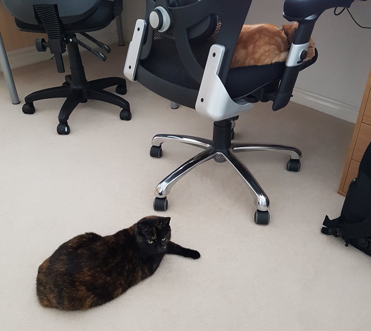 OMGItsTheCat's tweet photo. Spartacus &amp; Bo.  Check out @omgitsakitten @SispurrCake https://t.co/pf2tWBJaNC