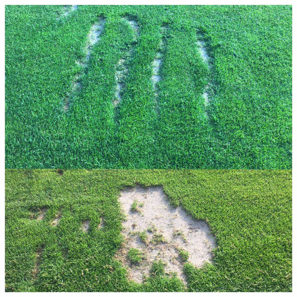 HOAgolfSuper's tweet photo. Divots taken from same day. The difference in healing from the right way (top) to wrong way (bottom) https://t.co/pSzi154mXD