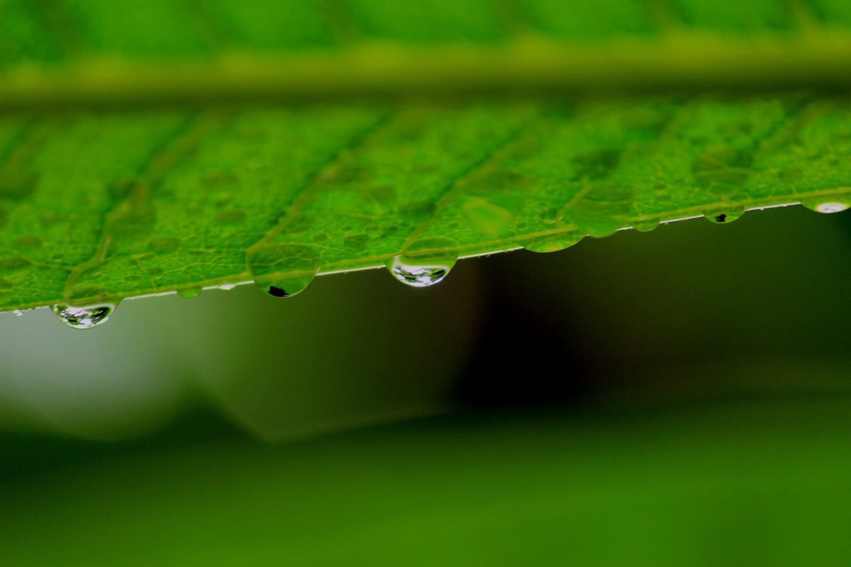 fortdadhikar's tweet photo. #Throwback to the last years #monsoon.We are all set to spot those beautiful #waterfalls visible from the #fort
#Green #Vegan #HeritageHotel https://t.co/zQ5vKGvEsX