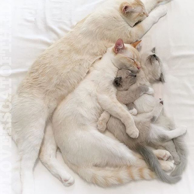 catlovers76's tweet photo. Three generation in one Picture❤️💕 https://t.co/acDBY0cOAA