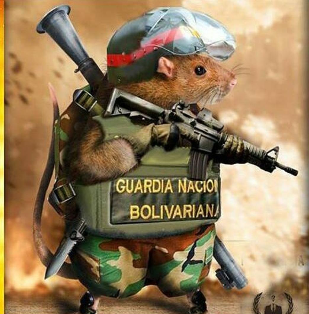 DolarToday's tweet photo. GNAZI ratas asesinas violadores de derechos humanos Brazo Armado del régimen tiránico comunista Totalitario asesino https://t.co/miFLc8hGyd
