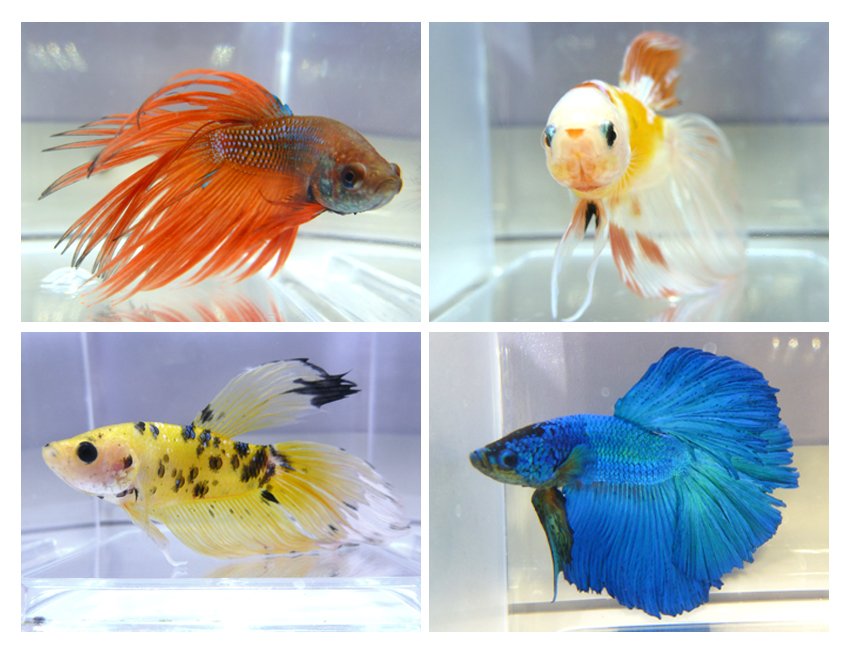 MundoMarMurcia's tweet photo. Bettas de todas las clases y colores en Mundo Marino (fotos REALES): half moon, full moon, dragon, corona, splendens, ... https://t.co/mPwWJC0J8O