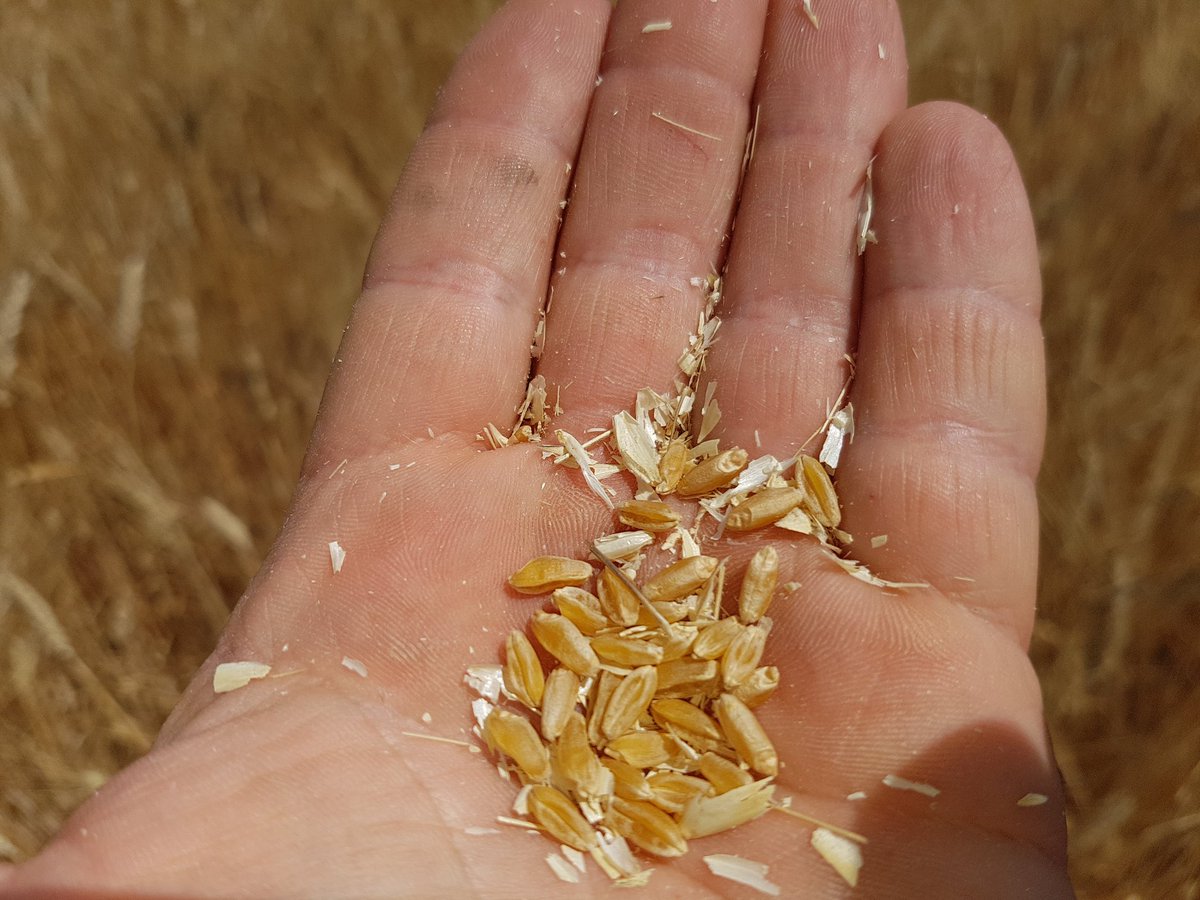 Giuseppe1979D's tweet photo. Il nostro #Grano antico di #Tumminia è quasi pronto per la raccolta #sicilia #feudobutera @zonin1821 https://t.co/n40YyULwtn