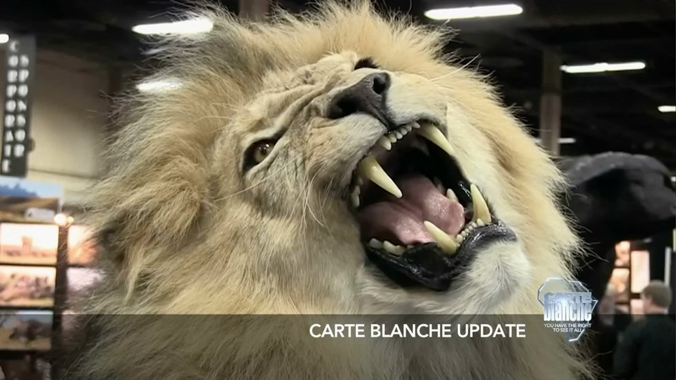 Carte Blanche Following Our Story On Canned Lion Hunting Conservationists Have Done A Lot To Ensure Lions Are Safe T Co 7ycjbsplv6 Carteblanche T Co Rhswp8ynza Carte Blanche Following Our Story On Canned Lion Hunting Conservationists Have Done A Lot To Ensure Lions Are Safe T Co 7ycjbsplv6 Carteblanche T Co Rhswp8ynza