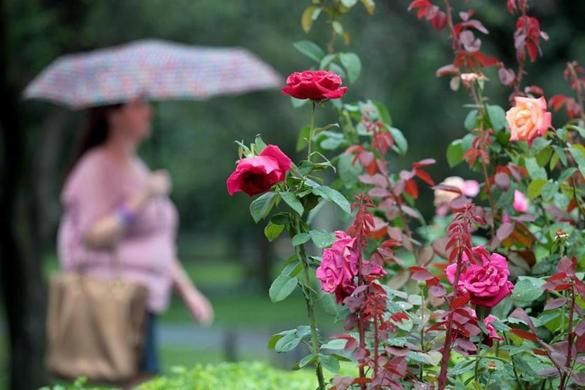 GlobeAddress's tweet image. Feeling waterlogged? Your lawn is loving it, but your containers, not so much. buff.ly/2r27Y25 @BostonGlobe #Boston #gardening