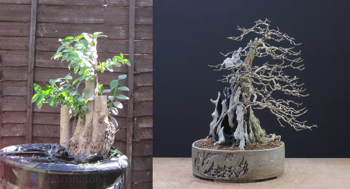 Privet bonsai now, and in 2010 after I was given it as a big lump of wood! # bonsai #privet #ligustrum #carving #woodcarving #progression