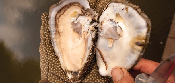 MDSeaGrant's tweet photo. #aquaculture training from #UMExtension: Risk Management for #Shellfish Growers. 6/13, 6/15. Register https://t.co/vbQU6GyFyK #chesbay https://t.co/R32MfH0SIy