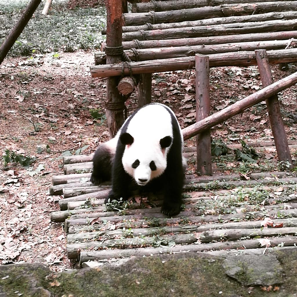 Jessica_64262's tweet photo. I got to see the pandas
#panda #China #Chengdu #BlessedandGrateful https://t.co/3dKFXyEDm5
