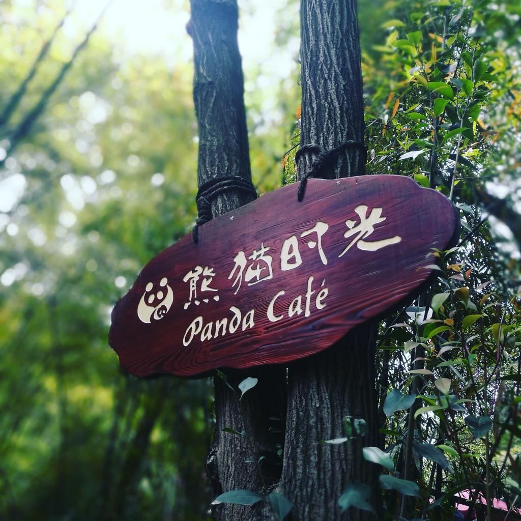 Jessica_64262's tweet photo. I got to see the pandas
#panda #China #Chengdu #BlessedandGrateful https://t.co/3dKFXyEDm5
