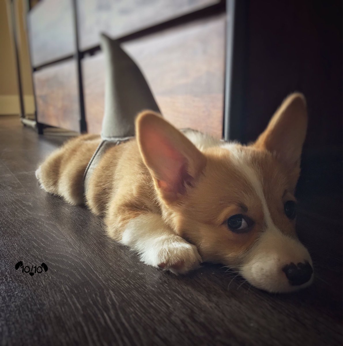 dog_rates's tweet image. We. Only. Rate. Dogs. Do not send in other things like this fluffy floor shark clearly ready to attack. Get it together guys... 12/10