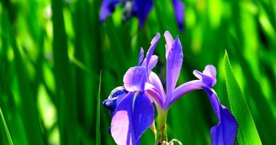 前向きな花言葉 Mae Hana Ktb Twitter