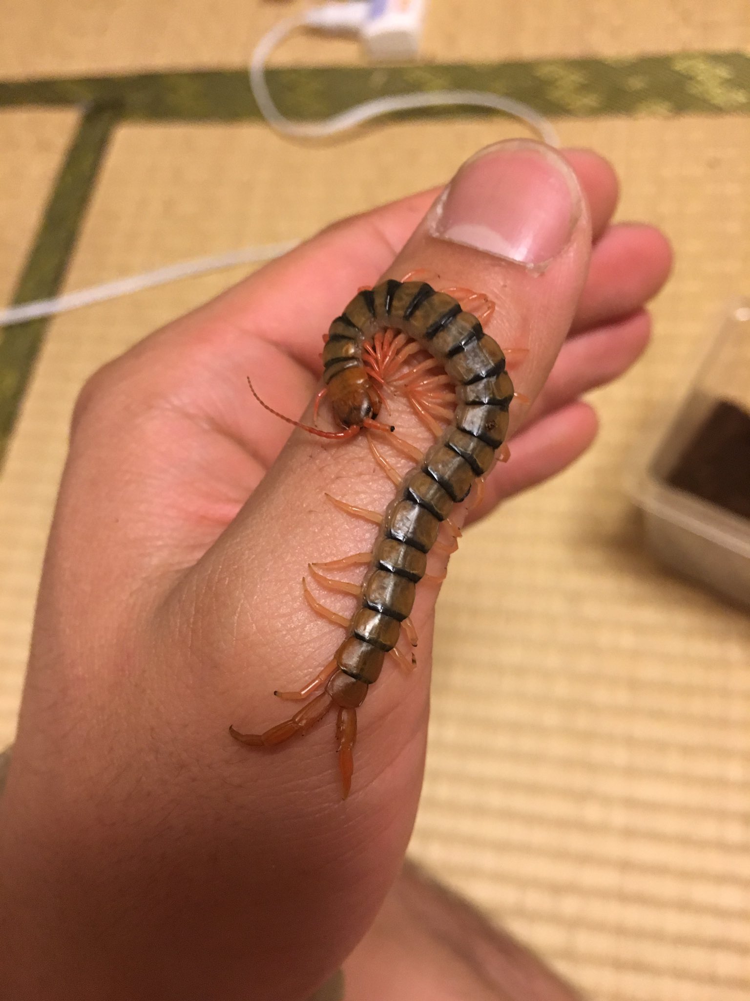 ハガチ様 専用です Www Vetrepro Fr