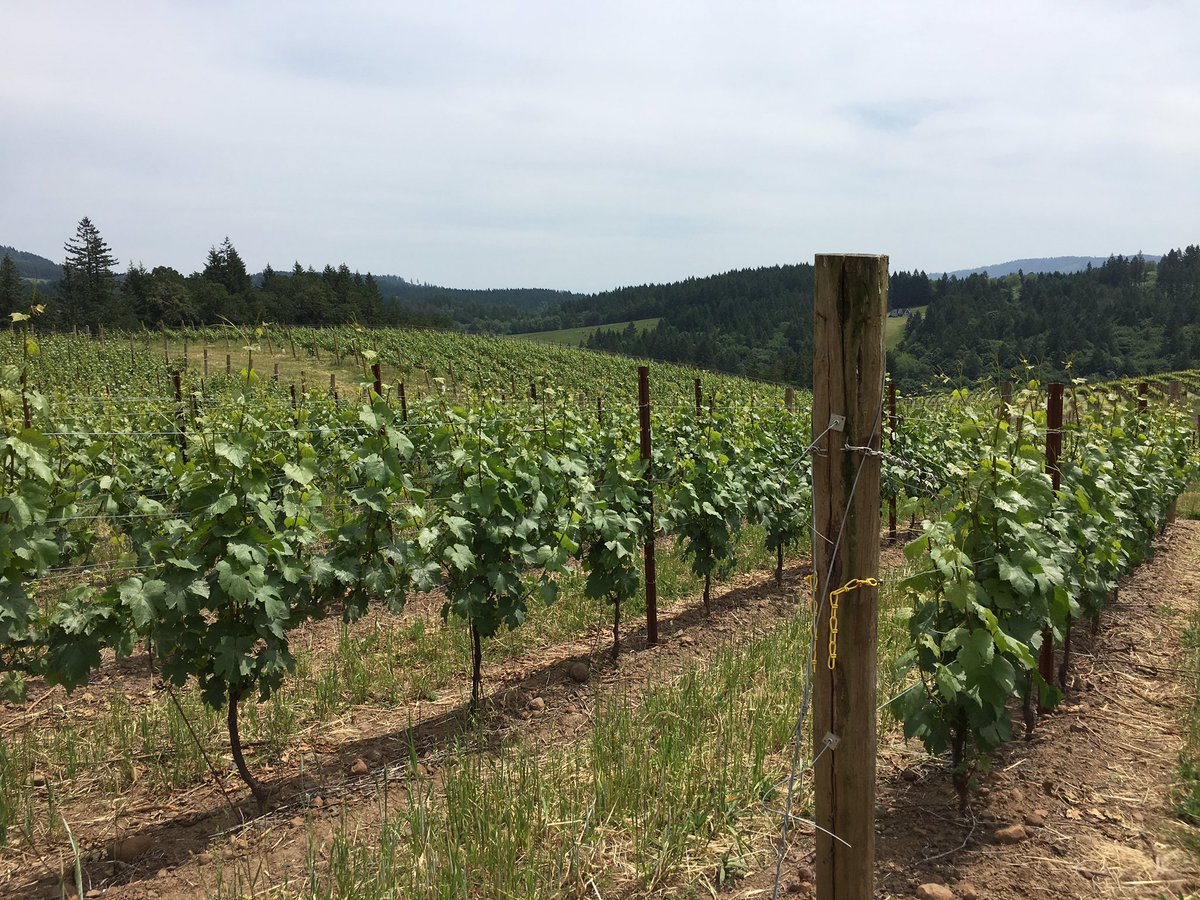 #hazydays on the #vineyard 🌿