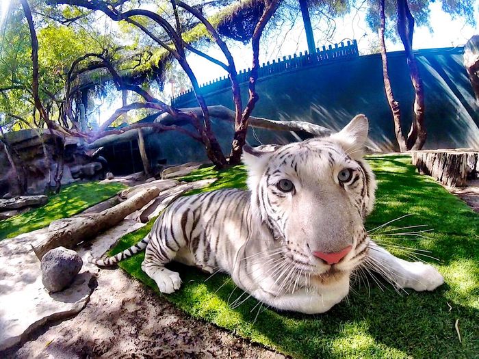 SARMOTIfdn's tweet photo. Never furr-get to believe in yourself first. - Maharani https://t.co/emOGnk7qKA