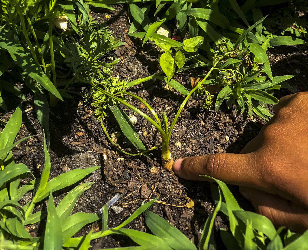PopUpProduceCLT's tweet photo. Look at this #produceprogress from Billingsville Elementary! ๐ธ: @WalkerVisual #gardening #funforkids https://t.co/PtB9u6EjyV