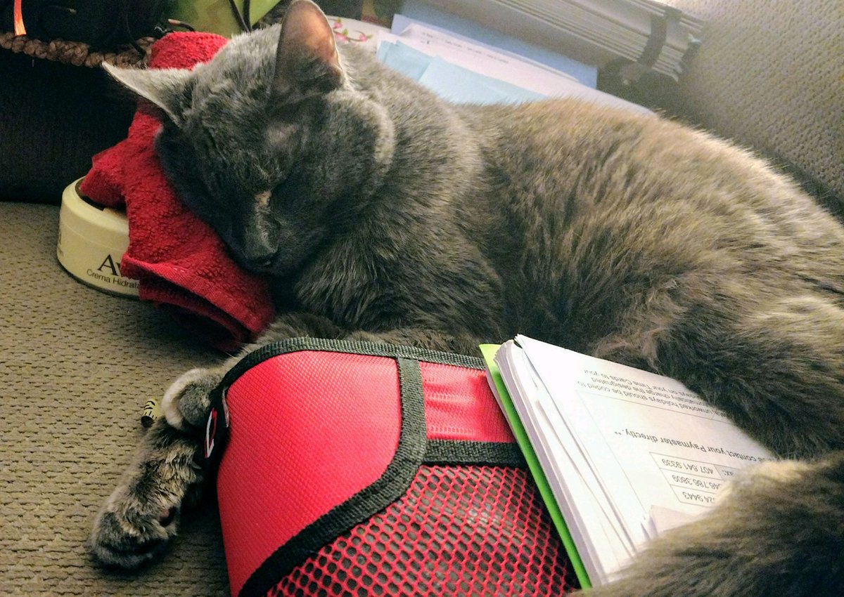 CrashOutKitty's tweet photo. Mom trying to work, but her stuff looked too comfy, had to #CrashOutKitty on top of it for a little while. #cats #CatsOfTwitter #naptime https://t.co/OeO9b4p3jy