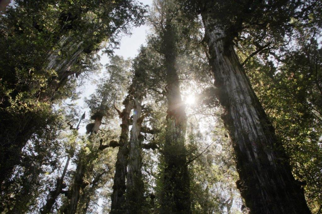 EM_3DS's tweet photo. RT @bhpbilliton Climate, conservation &amp; community: Pioneering standards recognise Valdivian Coastal Reserve #IBD2017 https://t.co/FQdIn6WBjL https://t.co/1ixLuZUv7c