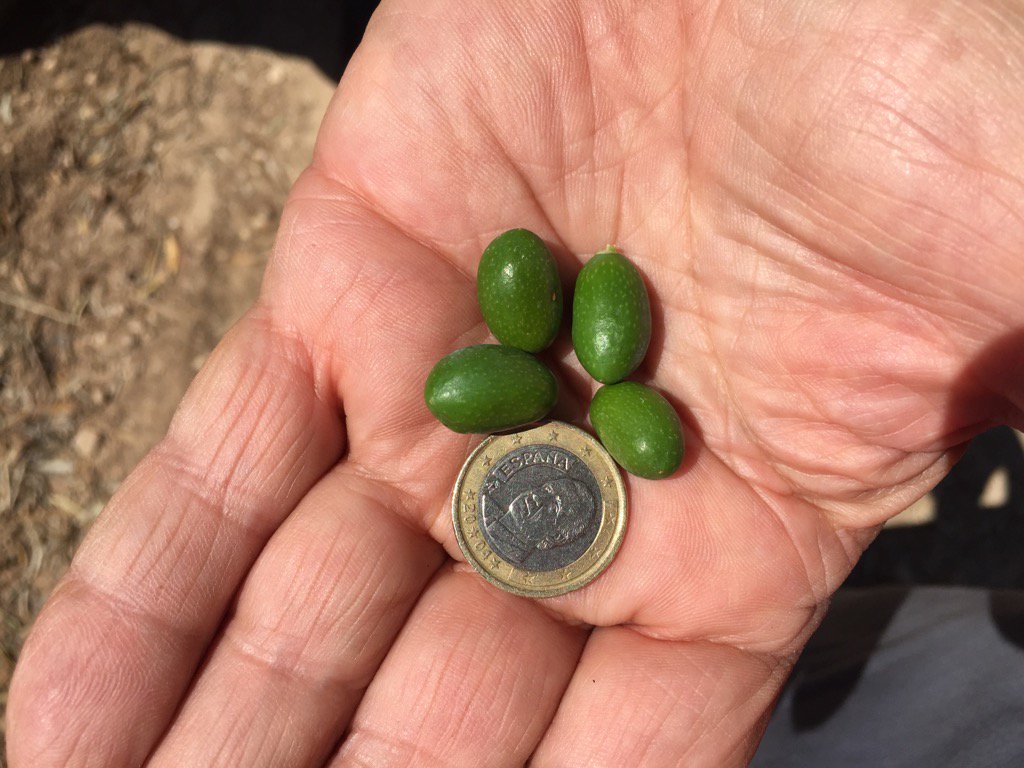 A cien días justos de comenzar la recolección. Comienza la cuenta atrás!!!