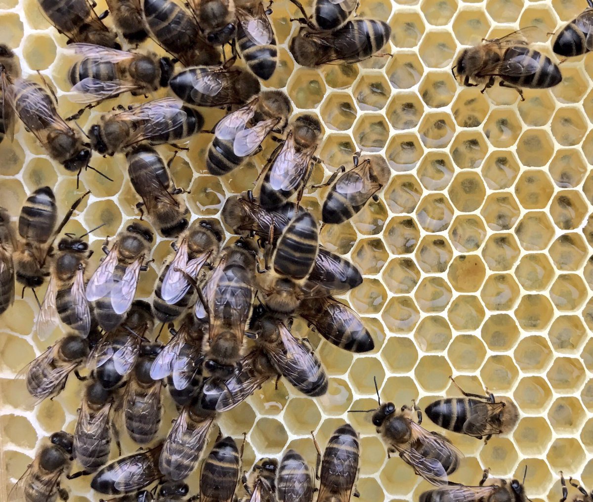 IrishBeekeepers tweet picture