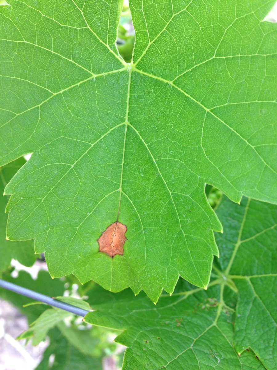 ldeliere's tweet photo. Black-rot et Anthracnose font leur apparition sur #cepagesresistants #ResIntBio @Dephy_Ecophyto @Inra_BdxAqui #vigne https://t.co/KfzNICi7iu
