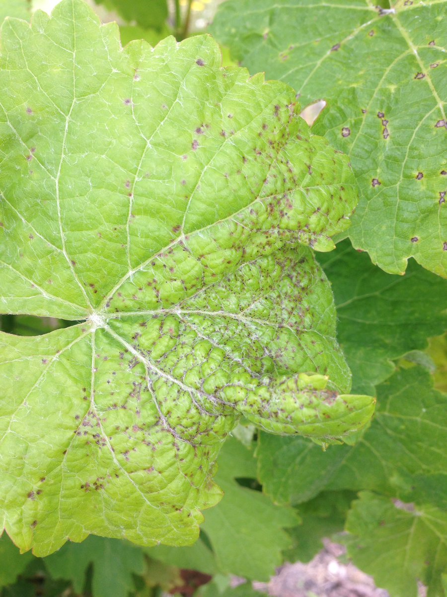 ldeliere's tweet photo. Black-rot et Anthracnose font leur apparition sur #cepagesresistants #ResIntBio @Dephy_Ecophyto @Inra_BdxAqui #vigne https://t.co/KfzNICi7iu