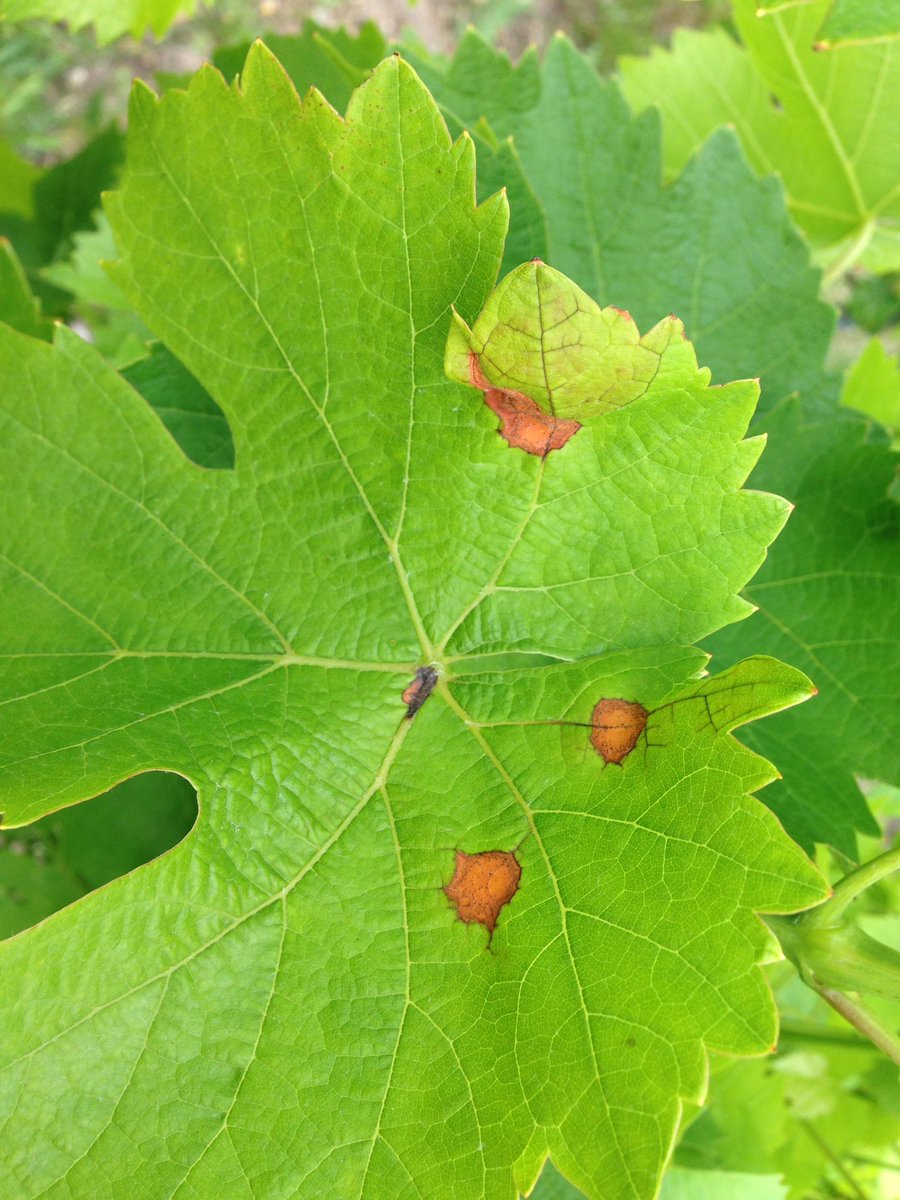 ldeliere's tweet photo. Black-rot et Anthracnose font leur apparition sur #cepagesresistants #ResIntBio @Dephy_Ecophyto @Inra_BdxAqui #vigne https://t.co/KfzNICi7iu