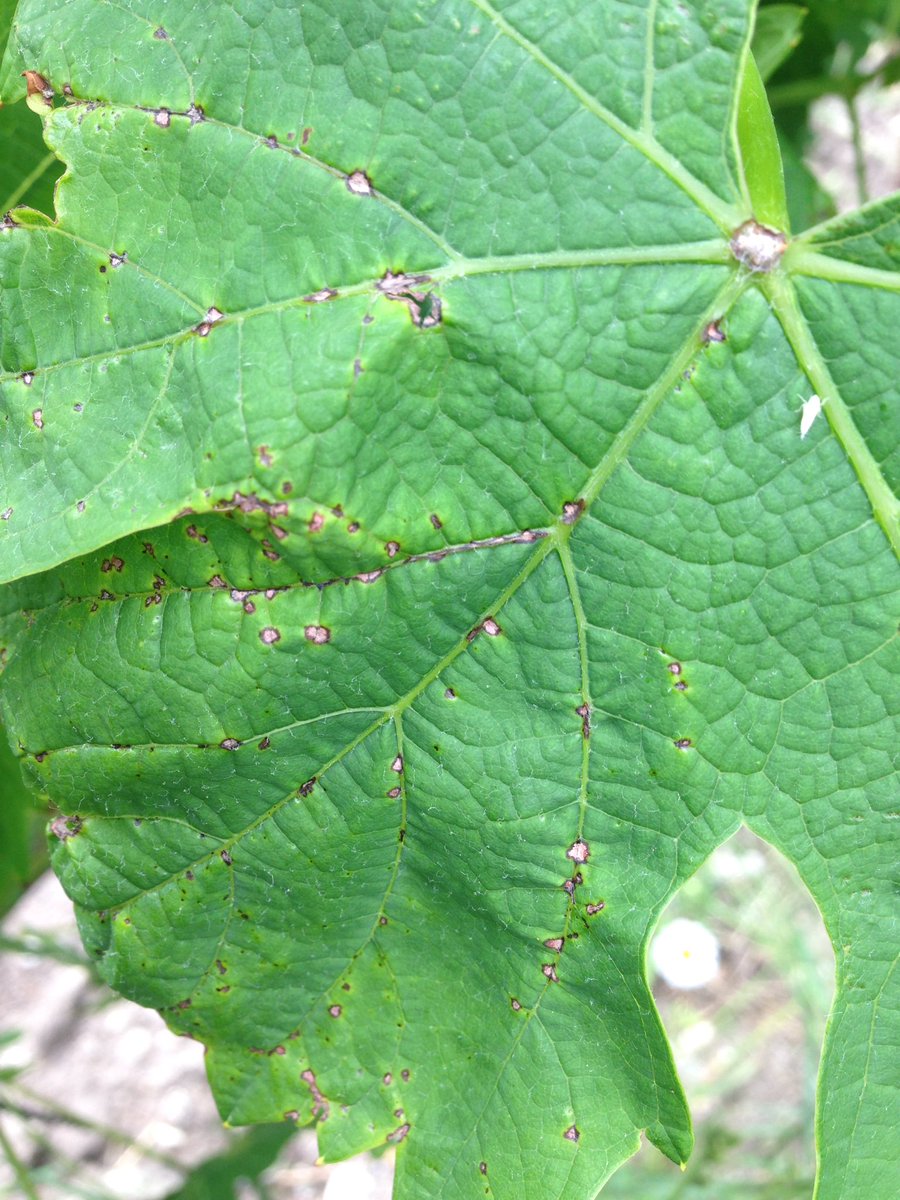 ldeliere's tweet photo. Black-rot et Anthracnose font leur apparition sur #cepagesresistants #ResIntBio @Dephy_Ecophyto @Inra_BdxAqui #vigne https://t.co/KfzNICi7iu