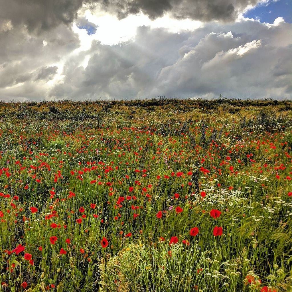 michael_backes's tweet photo. Field of poppies near Neerach. 😊
#switzerland🇨🇭 #poppies #mohnblume #coquelicot #inlovewithswitzerland #neerach #igerswiss #igswitzerland https://t.co/m4ngq5lGjE