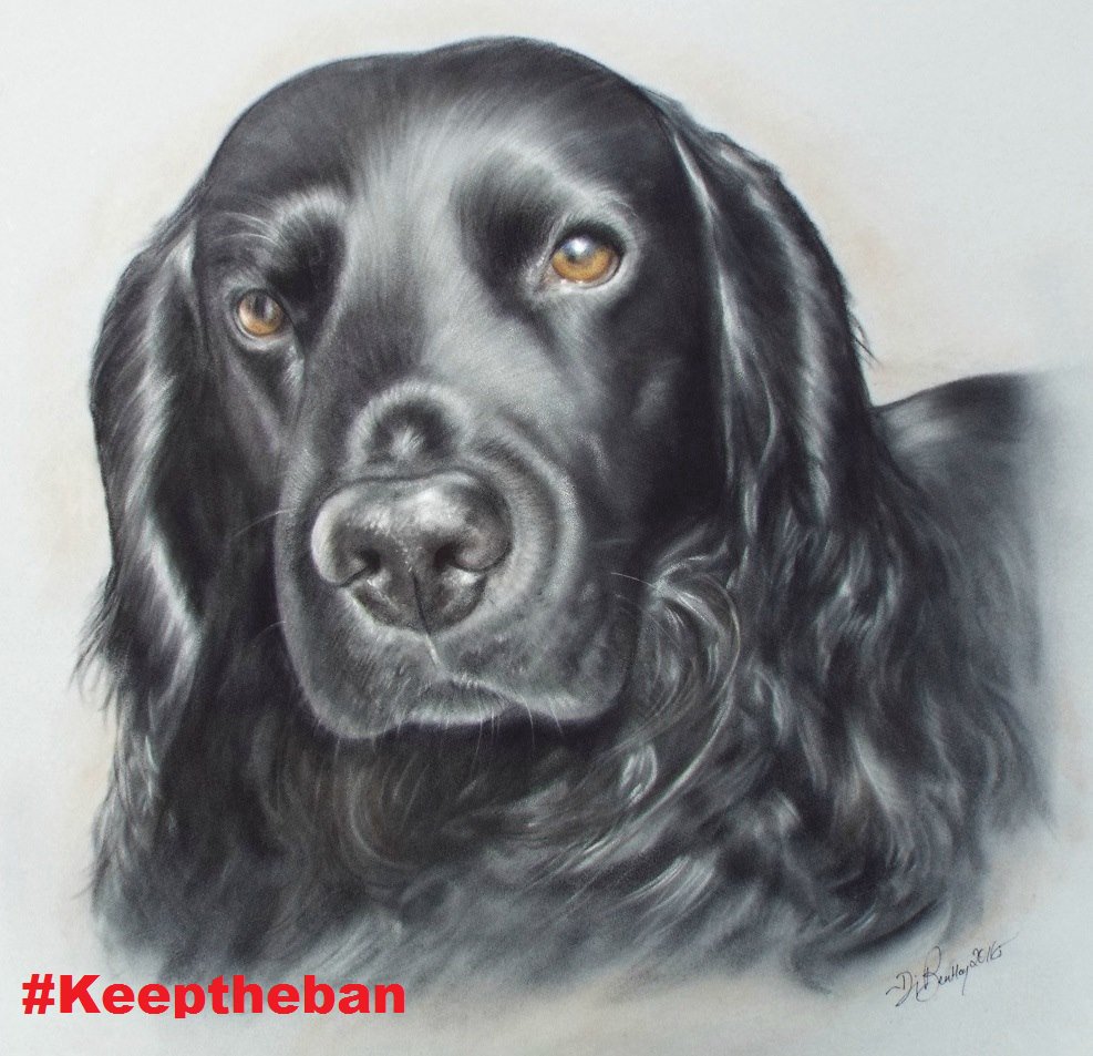 di_lew's tweet photo. My artist's muse is getting ready for the day... #dogsatpollingstations #keeptheban https://t.co/njFVb0jhUK
