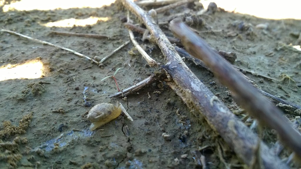 WesSRodgers1's tweet photo. These little dudes right here sure have caused alot of headache in the mid south this year #snailssuck #replant https://t.co/Z4D65iBZ2I