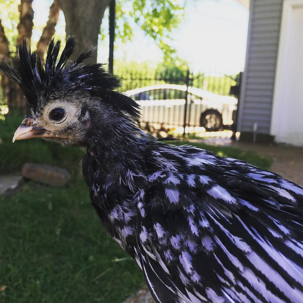 Saille's tweet photo. More Mira, as requested. #chooksofinstagram #urbanchickens #silverlacedpolish https://t.co/gdiF08bGYY