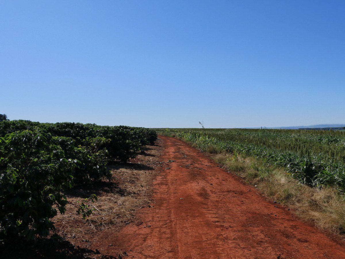 #AgTourism in Brazil.

Today, visiting fields in the São Paulo state (main crops here are sugar, coffee, sorghum...)
