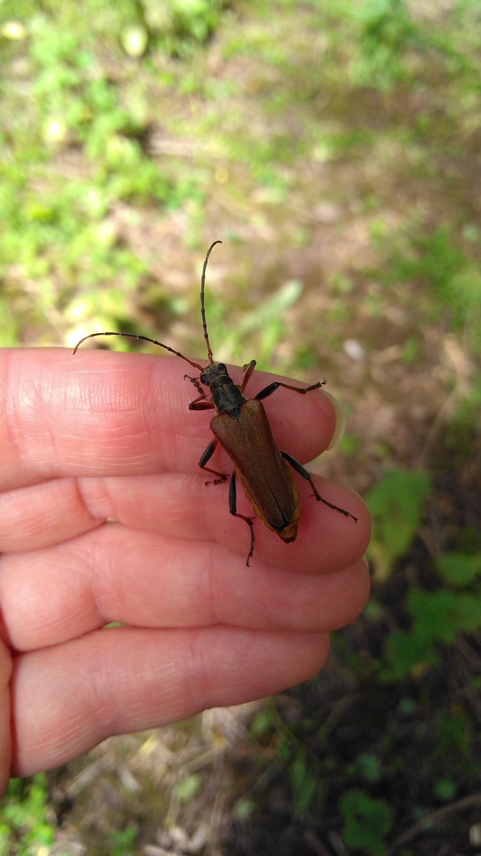 manxcharlotte's tweet photo. Day 7 of #30DaysWild and I made friends with an awesome #beetle at #SCEEC @BBOWT https://t.co/nBKS3lkaN0