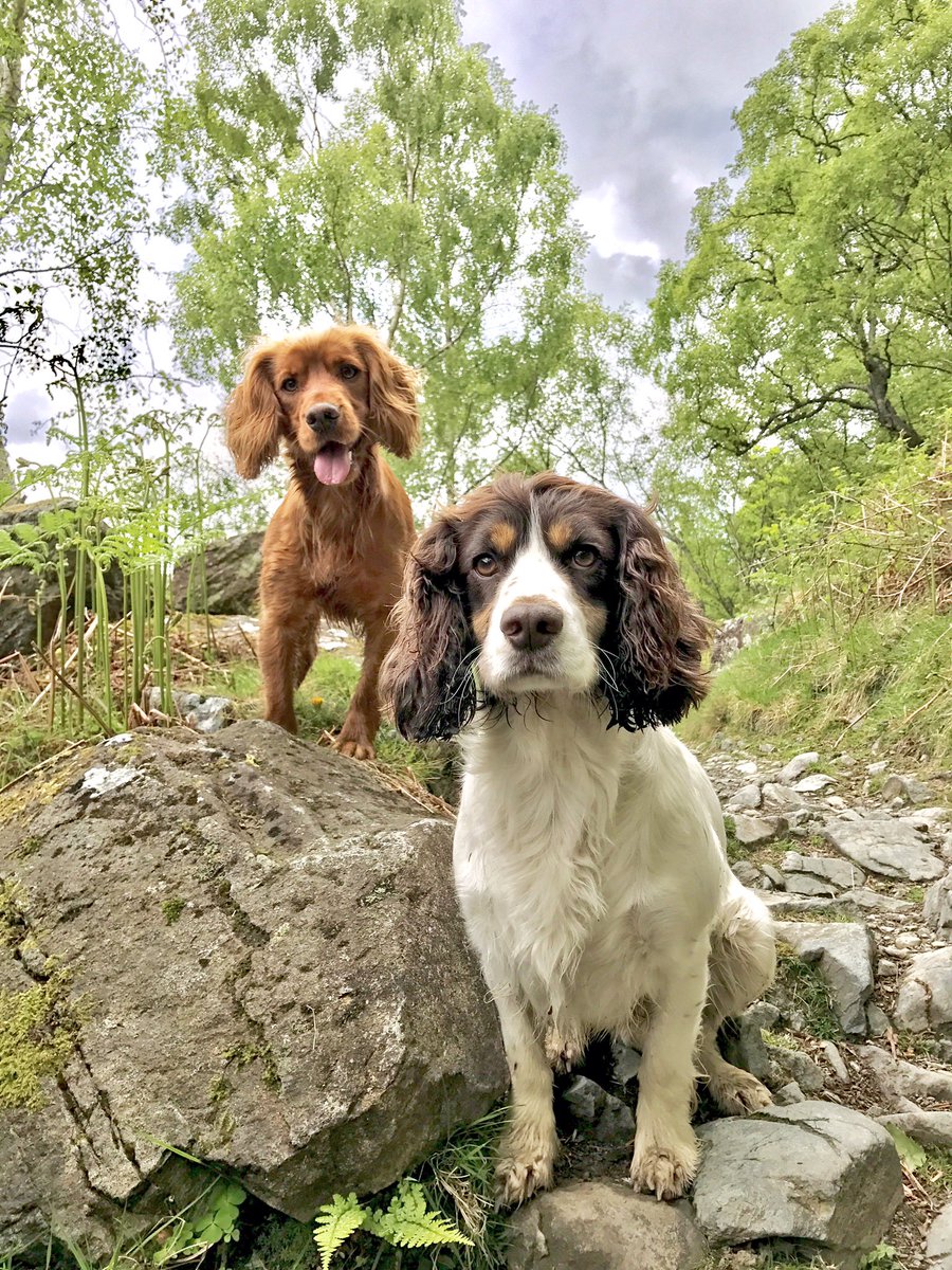 paddy_woo's tweet photo. Meee and my fur bro. He's the stoopid red fing #PaddyandRed https://t.co/Jx3UOt6jVv