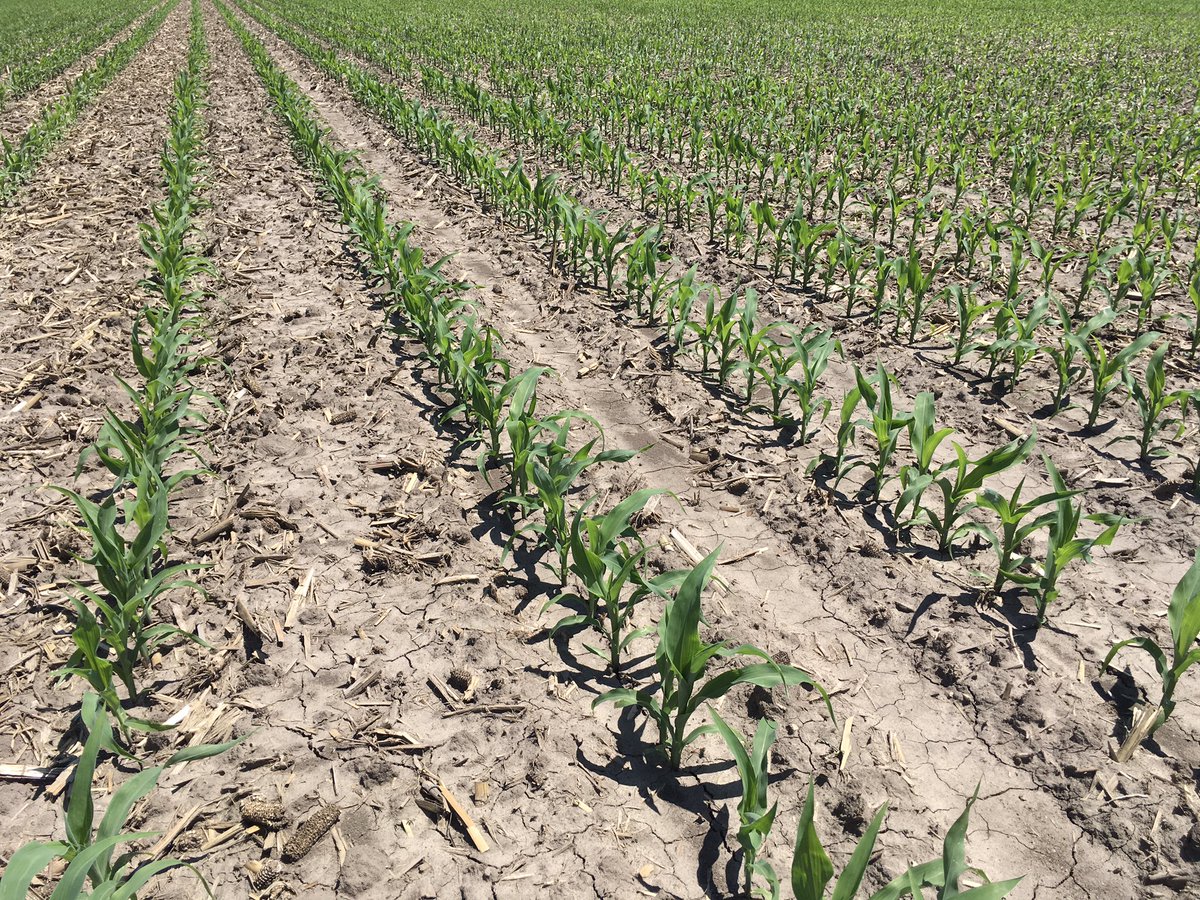 Pille1895's tweet photo. New hybrid #P0306AM showing great early vigor and stand establishment near Lancaster, WI. #YieldHero https://t.co/NjPO6ZLycJ