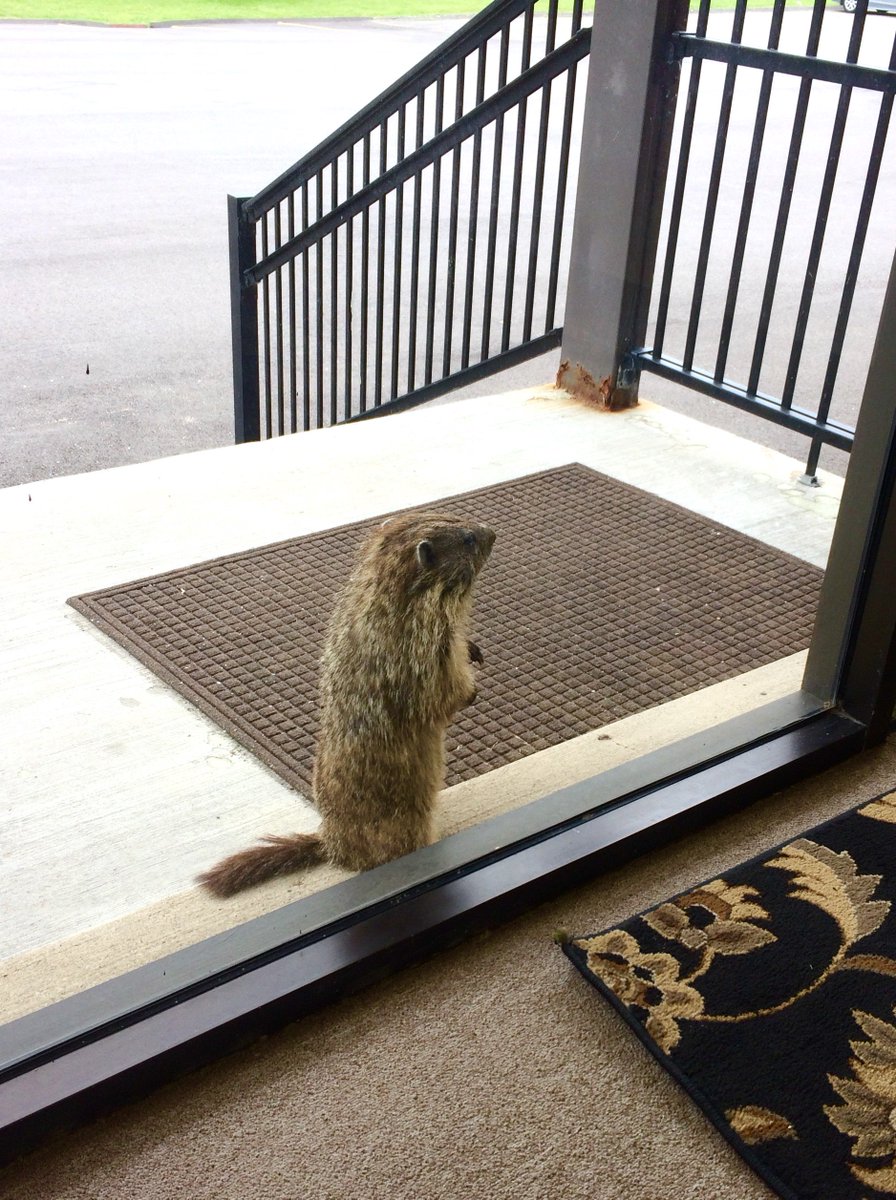 BurrellSci's tweet photo. We had a visitor today. Maybe he wanted to purchase one of our Wrist-Action® Shakers? https://t.co/dHrQnxil5h