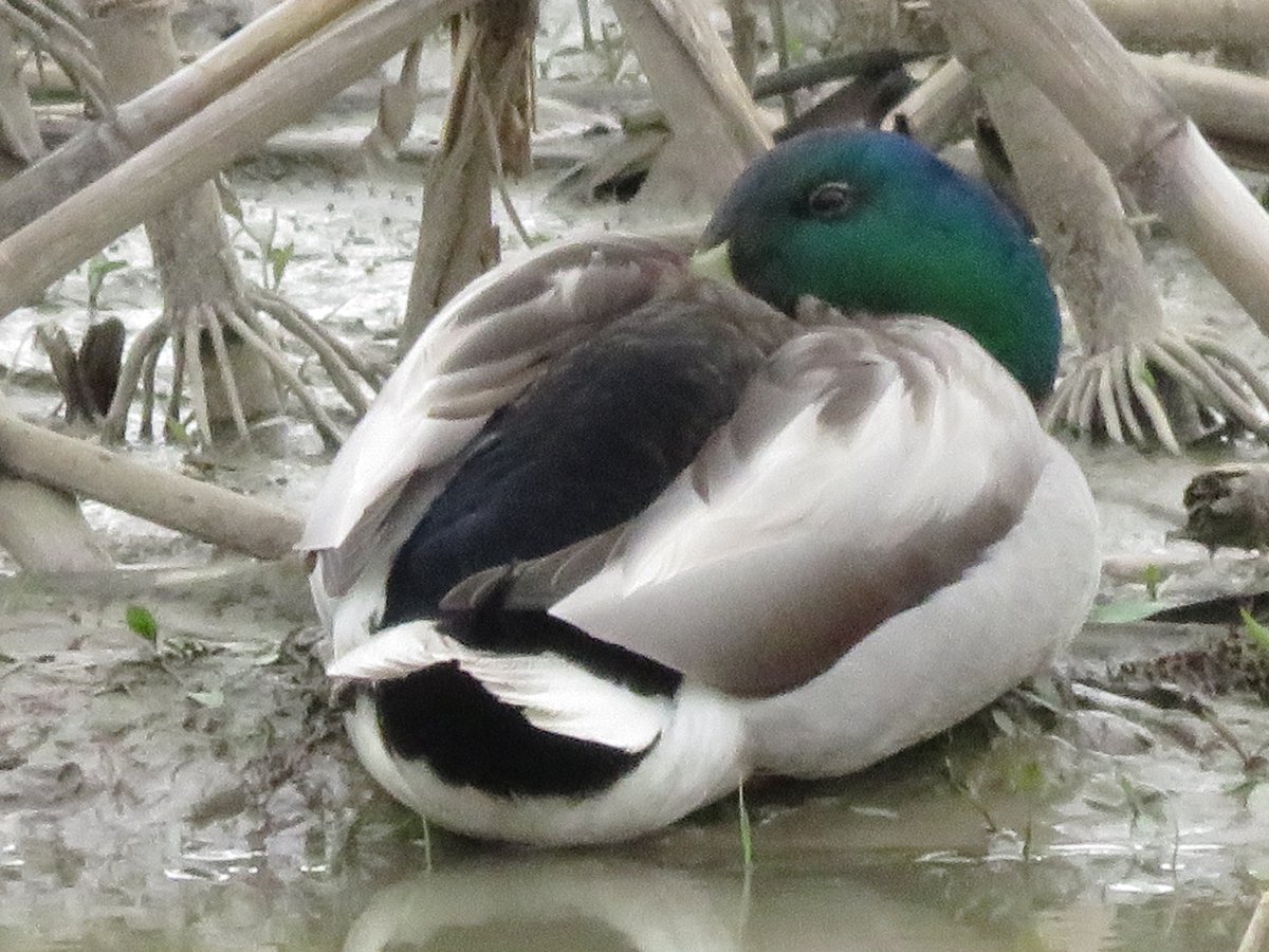 PLKlein_Author's tweet photo. "Great boasters, little doers." ~ #FrenchProverb #QuickQuotes #Boasters https://t.co/NW9t88Axwj