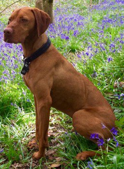 millypod1's tweet photo. 🆘#Lost #ScanMe Hungarian Vizsla Male
Broad Road Drumalief Road
#Limavady County Londonderry #NorthernIreland #BT49
https://t.co/7SGwvxt83x https://t.co/w1jPBkJqsB