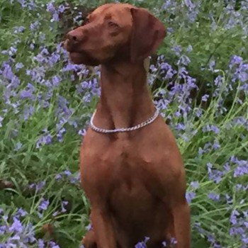 millypod1's tweet photo. 🆘#Lost #ScanMe Hungarian Vizsla Male
Broad Road Drumalief Road
#Limavady County Londonderry #NorthernIreland #BT49
https://t.co/7SGwvxt83x https://t.co/w1jPBkJqsB