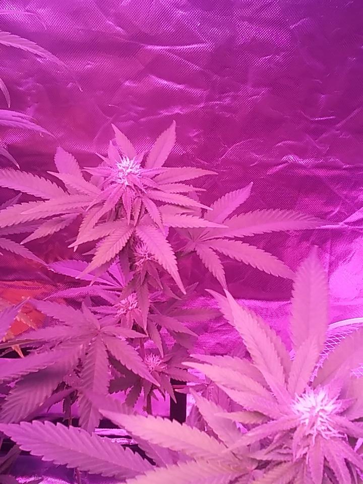 cmartin0725's tweet photo. Everyday getting thicker n thicker. #buddhastree #cleanroots #criticalmassCBD #JaffaCake, more purple with the LED๐ https://t.co/2vism4RqJg