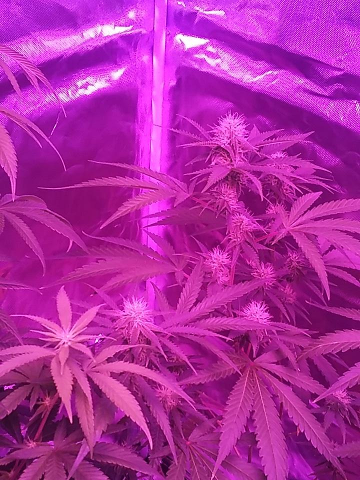 cmartin0725's tweet photo. Everyday getting thicker n thicker. #buddhastree #cleanroots #criticalmassCBD #JaffaCake, more purple with the LED๐ https://t.co/2vism4RqJg