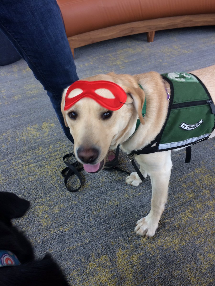 WAstateCFD's tweet photo. We are @Microsoft today! Mable has embraced her cape! #embraceyourcape #summitassistancedogs https://t.co/BDb5UGouFy