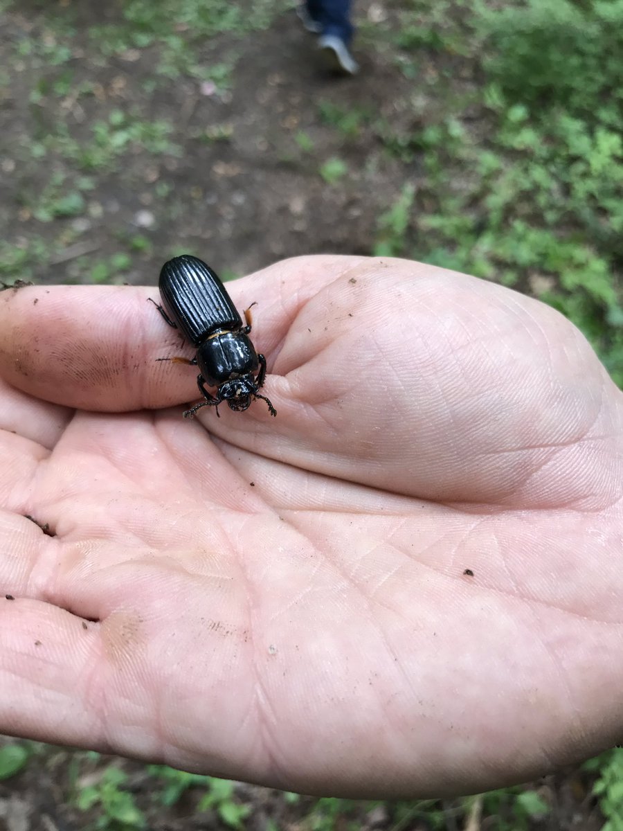 Had great time at #MoCoBioBlitz2017 with #ClarksburgES <a href="/MyGreenMC/">Montgomery County Dept of Environmental Protection</a>  <a href="/MCPSOutdoors/">OEEP Staff</a> <a href="/MontgomeryParks/">Montgomery Parks</a> watching kids learn about the environment.