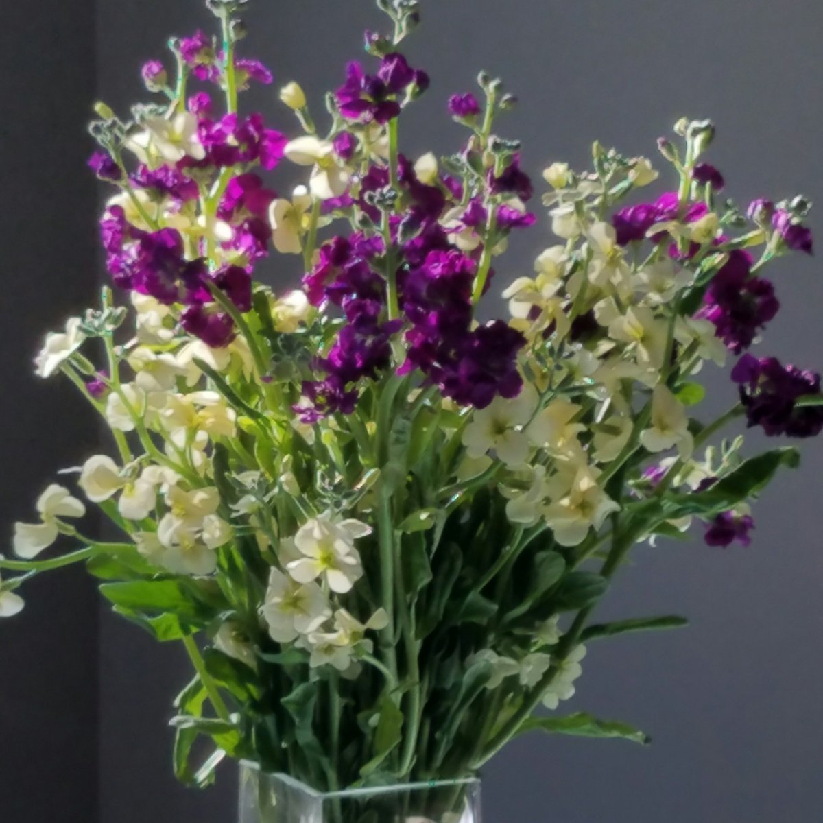 jessdestrada's tweet photo. Stop and smell the flowers! #creation #flowers #beauty https://t.co/7d3HX0MqzI