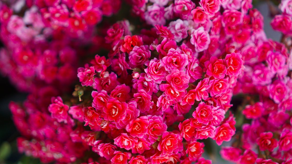 lclarkecouk's tweet photo. Now live: 'Stunning Wedding Day Flowers And Bouquet Inspiration' on Real Wedding:
https://t.co/SEahkkgr0k #weddinginspo #weddinginspiration https://t.co/zaDjR55VTB