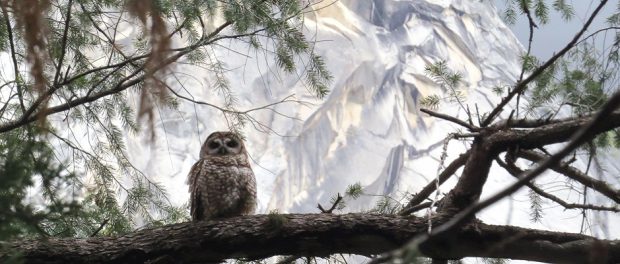 wildlifesociety's tweet image. A ‘burning issue’: Spotted owls use fire mosaic ow.ly/qoaN30cp7WE #California #spottedowls #Yosemite