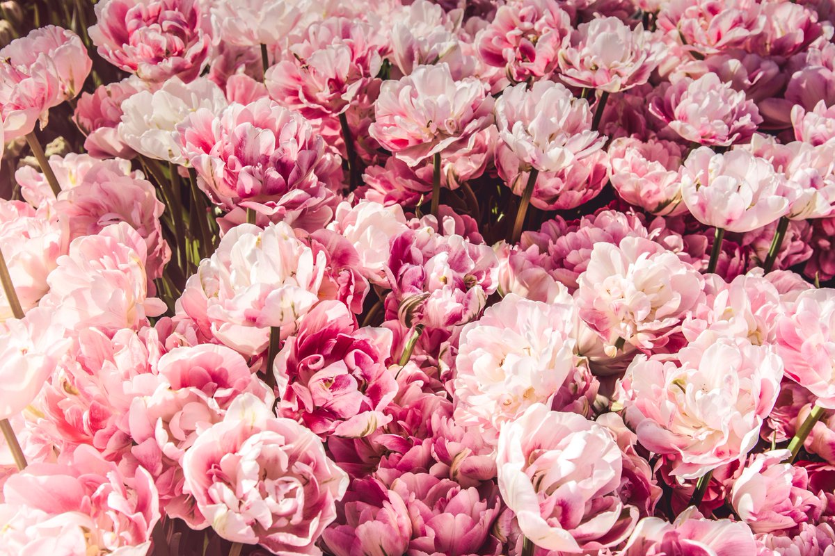 lclarkecouk's tweet photo. Now live: 'Stunning Wedding Day Flowers And Bouquet Inspiration' on Real Wedding:
https://t.co/SEahkkgr0k #weddinginspo #weddinginspiration https://t.co/zaDjR55VTB