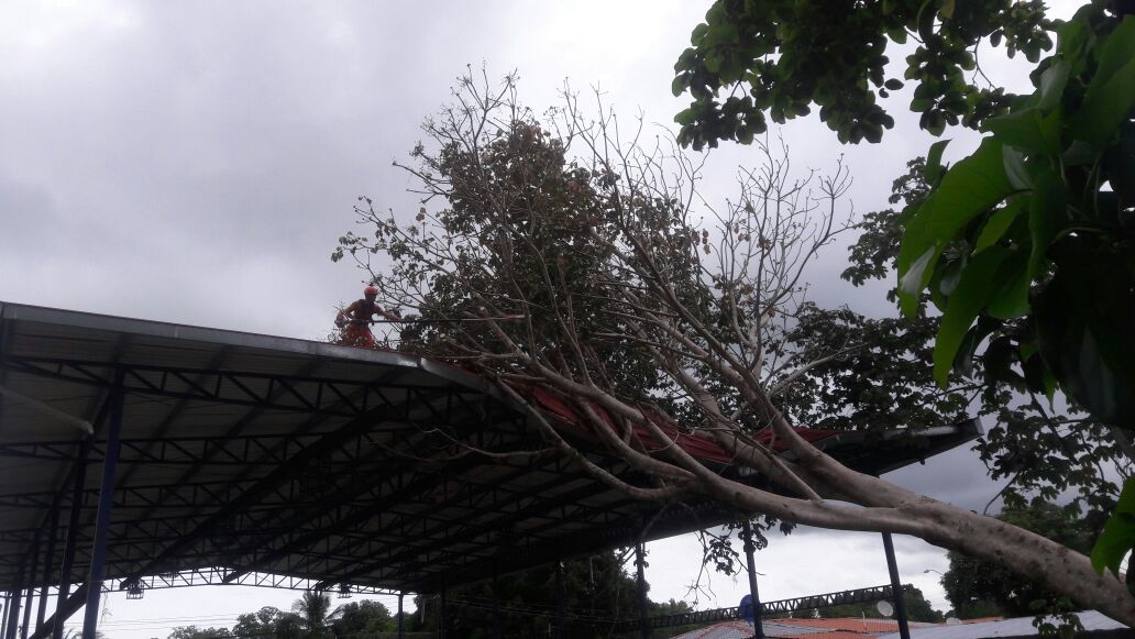 Sinaproc_Panama's tweet photo. Corte y remoción de árbol sobre cancha en la comunidad de Alanje en Chiriquí https://t.co/xOk7Vf9uNJ